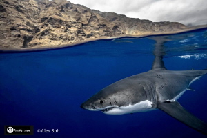Over Under of Great White Shark in Isla Guadalupe, Mexico by Alex Suh 